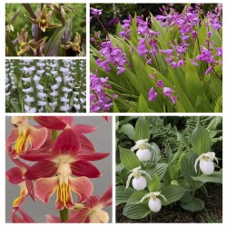 Sortiment Alpha – Sortiment von 5 Freiland orchideen - Frauenschuh , Japanorchidee, Calanthe, Stendelwurz & Herbstwendelorchis