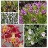 Assortiment Alpha - Kit de plusieurs Orchidées de Jardin Cypripedium Bletilla Epipactis et Spiranthes
