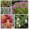 Freiland orchidee Assortiment Alpha - Kit de plusieurs Orchidées de Jardin Cypripedium Bletilla Epipactis et Spiranthes