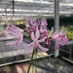 Nerine undulata