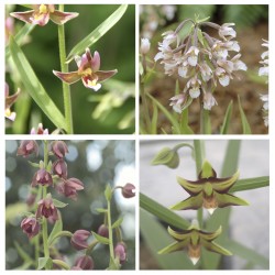 Epipactis Orchids 4 Pack - Orchis Garden