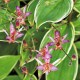 Tricyrtis formosana ‘Gilt Edge’