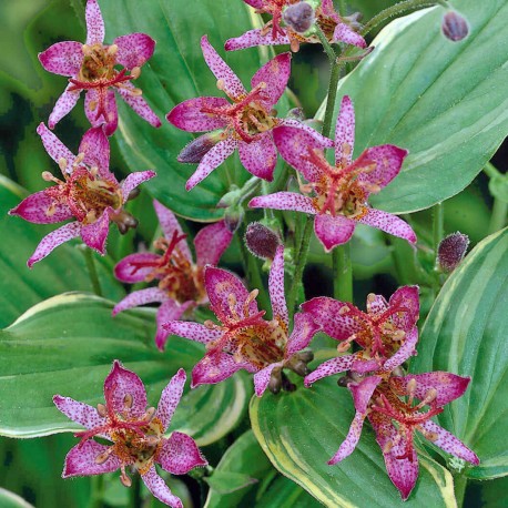 Tricyrtis formosana ‘Gilt Edge’