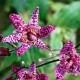 Tricyrtis formosana 'Purple beauty'