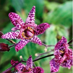 Tricyrtis formosana ‘Purple beauty’