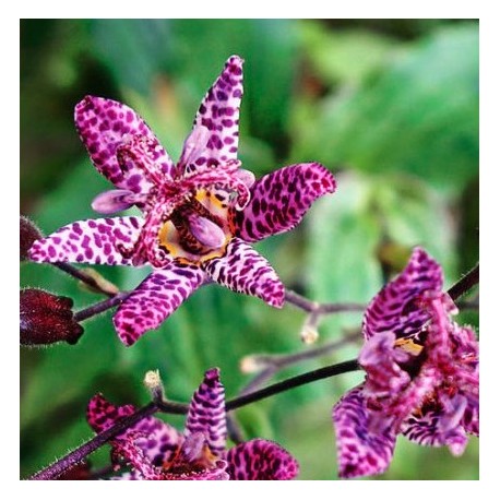 Tricyrtis formosana 'Purple beauty'