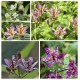 Tricyrtis 5 Pack