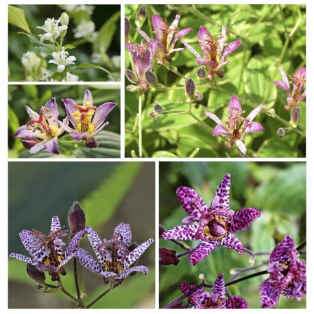 Assortimento 5 Tricyrtis