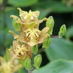 Tricyrtis latifolia