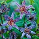 Tricyrtis ‘Blue Wonder’