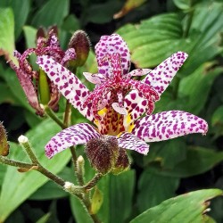 Tricyrtis formosana 'Samurai'