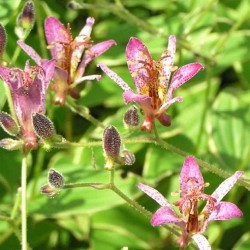 Tricyrtis formosana