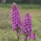 Dactylorhiza iberica - Orchis de Crimée 