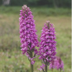 Dactylorhiza iberica - Orchis de Crimée 