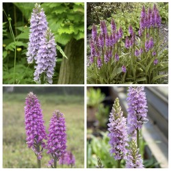 Dactylorhiza Orchids 4 Pack - Orchis Garden