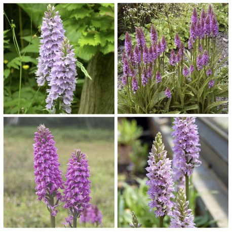 Sortiment von 4 Knabenkraut - Dactylorhiza Garten