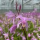 Assortiment 6 Bletilla - Orchidées jacinthe