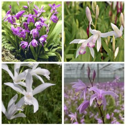 Assortiment met 4 Bletilla-Hyacint-orchideeën