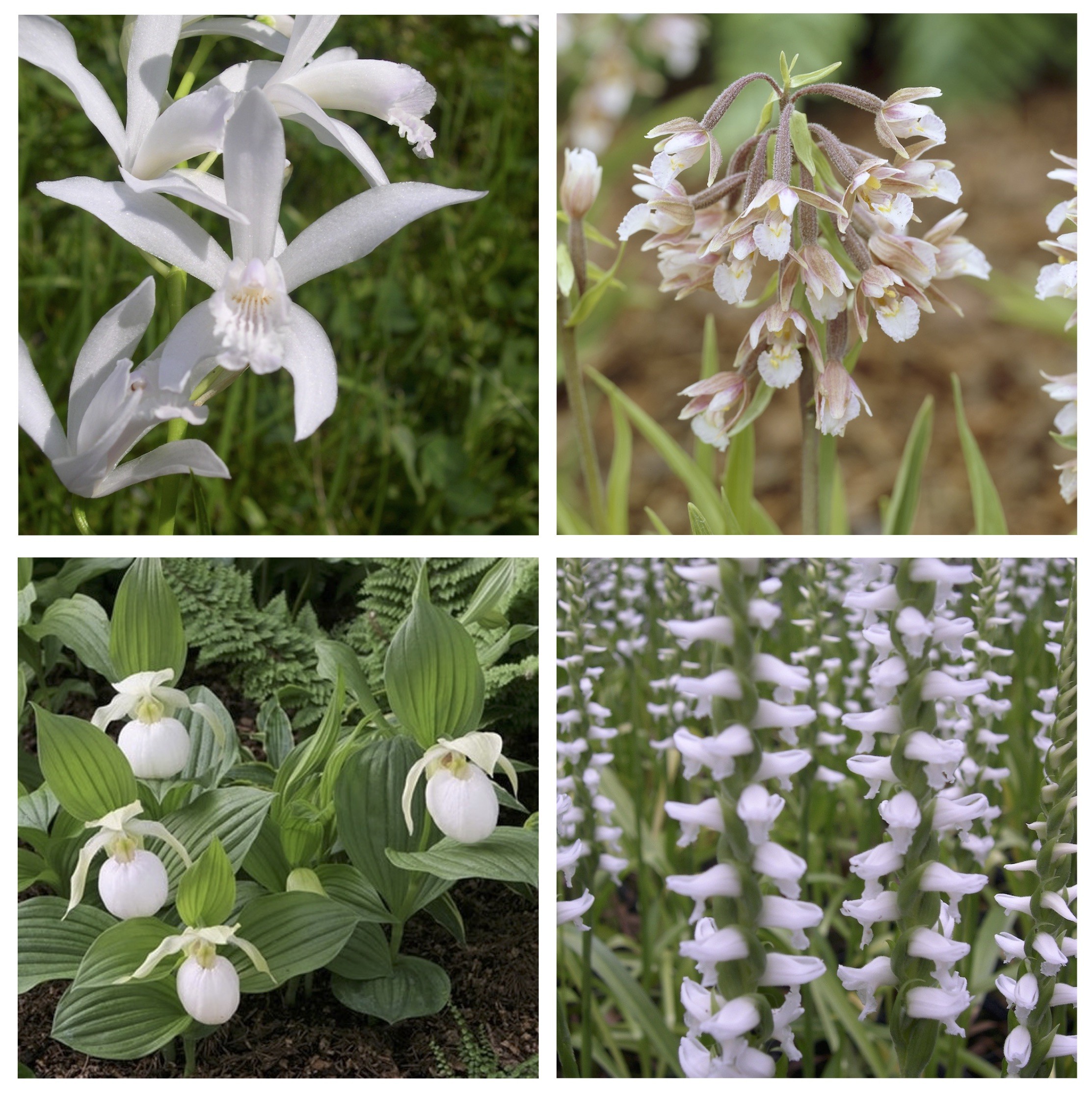 Orchideen sortiment - Wei Inspiration