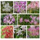 Nerine Mix