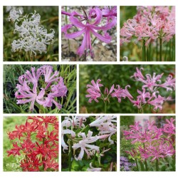 Assortiment de 8 Nerine