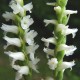 Spiranthes ochroleuca - Spiranthe jaunâtre