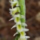 Spiranthes ochroleuca - Gelbliche Spiranthe