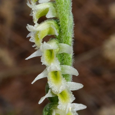 Spiranthes ochroleuca - Yellow Ladies' Tresses