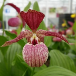 Cypripedium ventricosum 'red' XXL (6-7 stelen)