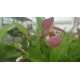 Cypripedium ventricosum 'red'