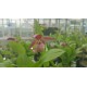 Cypripedium ventricosum 'red' XXL (6-7 steli)