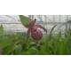 Cypripedium ventricosum 'red' XXL (6-7 steli)