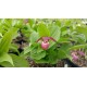 Cypripedium ventricosum 'red' XXL (6-7 steli)