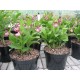 Cypripedium ventricosum 'red' XXL (6-7 tiges)