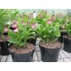 Cypripedium ventricosum 'red' XXL (6-7 steli)