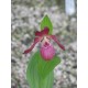 Cypripedium ventricosum 'red' XXL (6-7 steli)