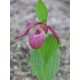 Cypripedium ventricosum 'red' XXL (6-7 steli)