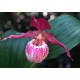 Cypripedium ventricosum 'red'