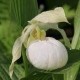 Cypripedium 'Sabine Pastel'