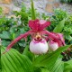 Cypripedium ‘Lucy Pinkepank’ 