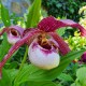 Cypripedium ‘Lucy Pinkepank’ 