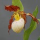 Cypripedium ‘Gabriela’