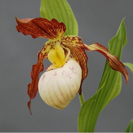 Cypripedium ‘Gabriela’