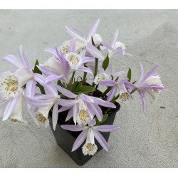 Pleione formosana ‘light’ XXL (6-8 bollen)