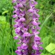 Dactylorhiza umbrosa