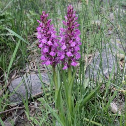 Dactylorhiza umbrosa