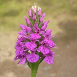 Dactylorhiza elata