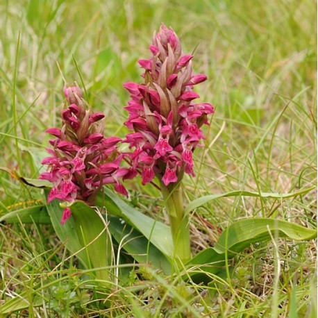 Salep orchid (Dactylorhiza incarnata ssp. incarnata)