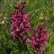 Dactylorhiza incarnata ssp coccinea