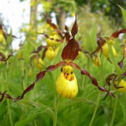 Cypripedium parviflorum